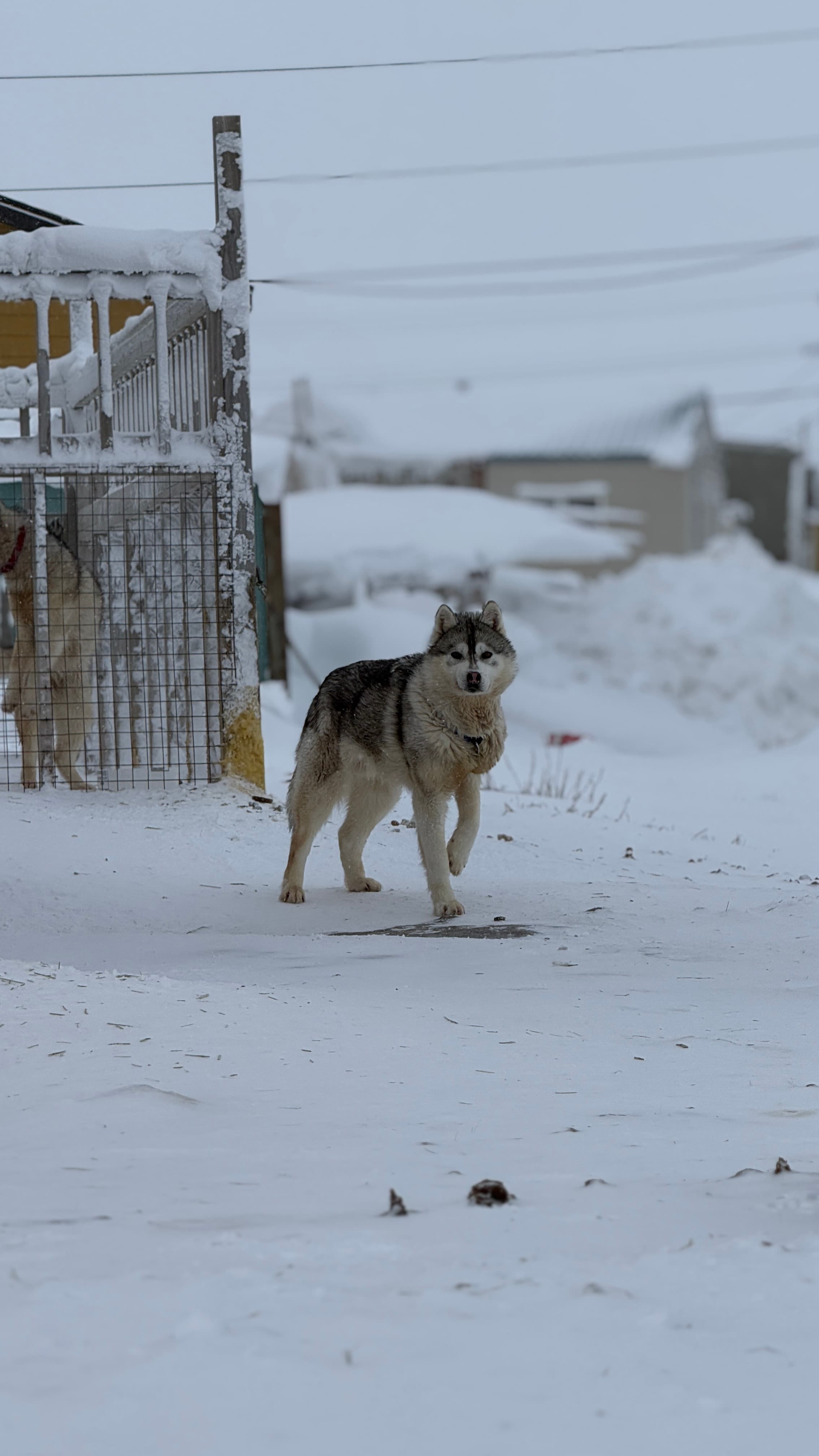 The Robson Expedition — IMG 9286 xivmys