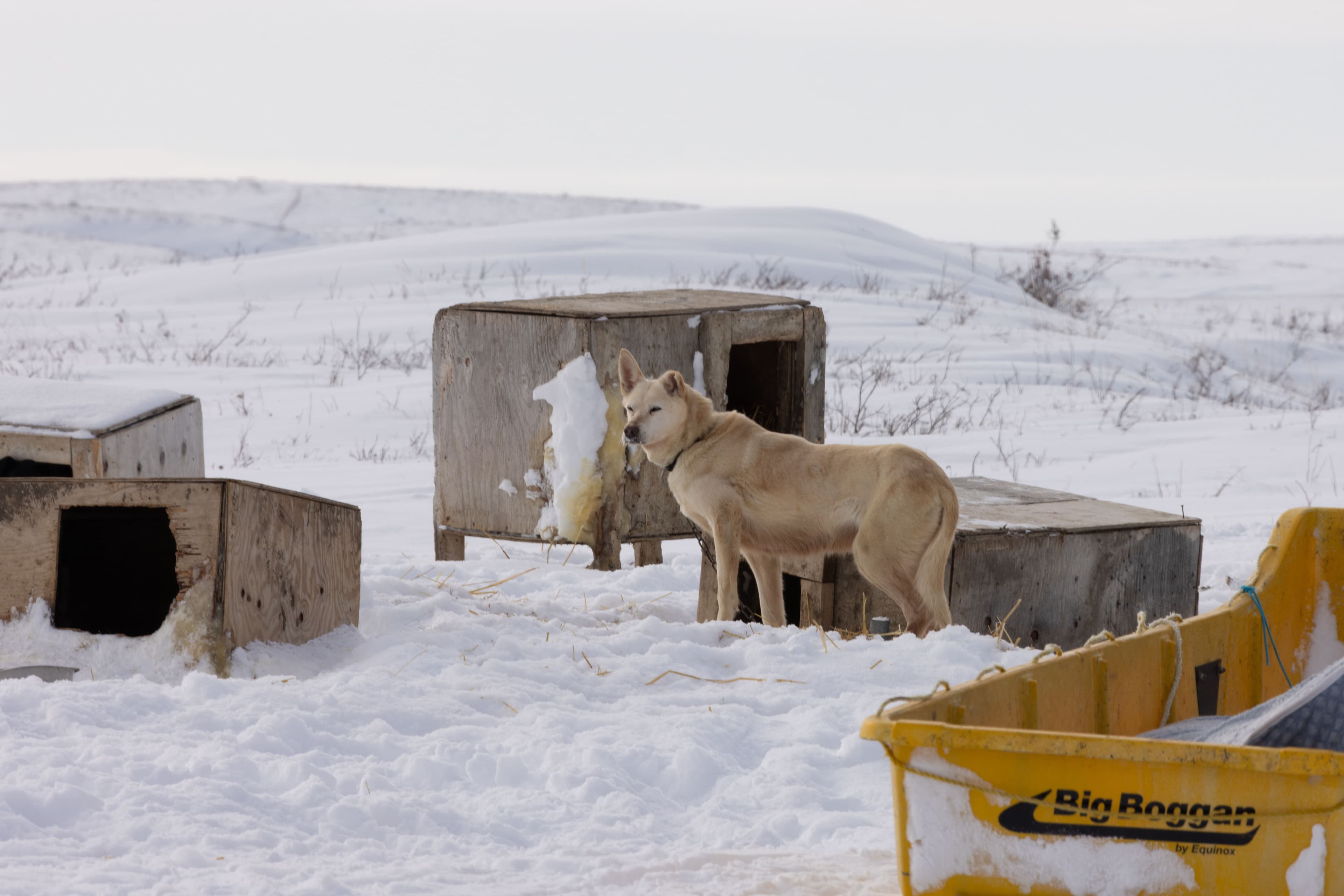 The Robson Expedition — IMG 7335 jv1npn