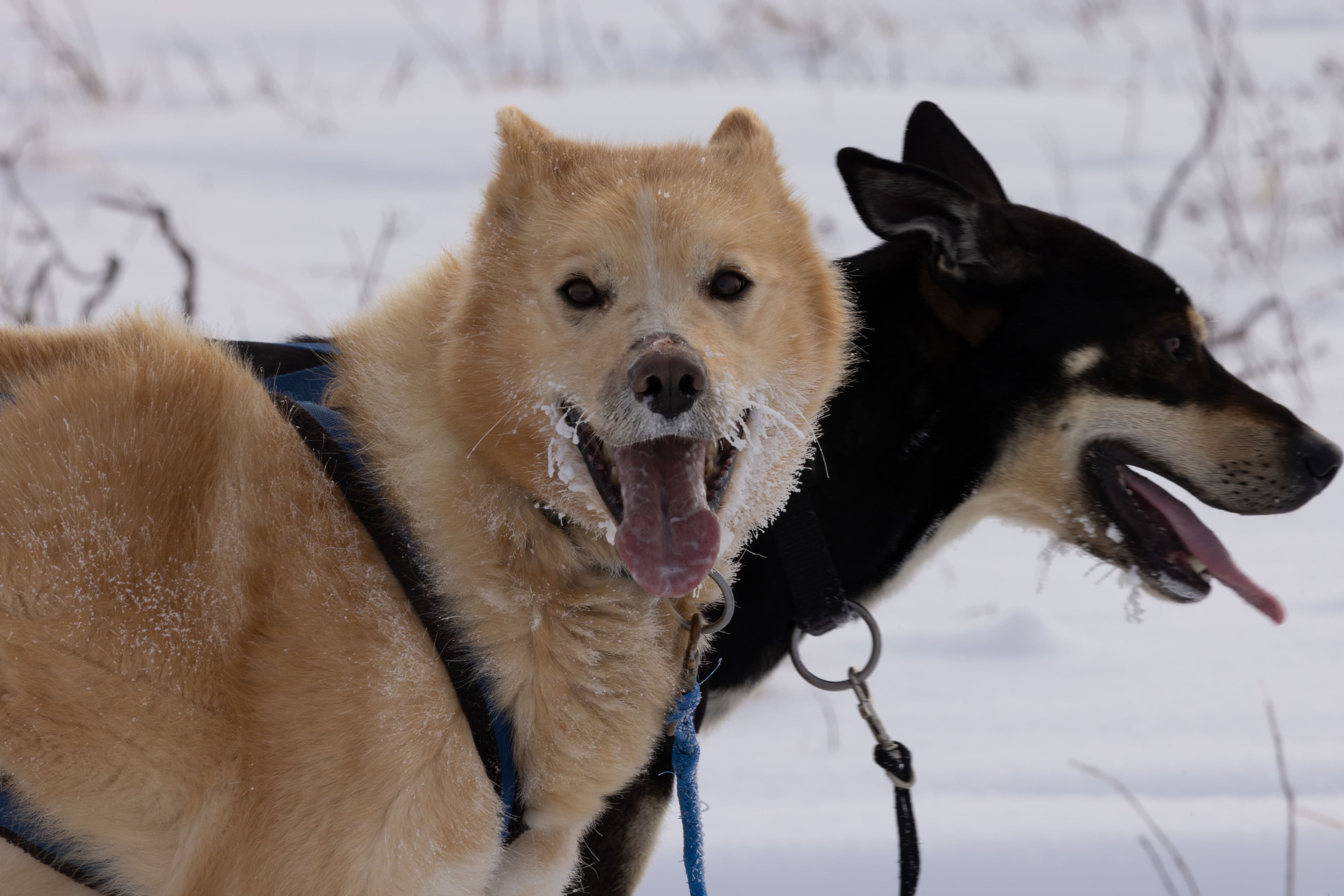 The Robson Expedition — IMG 7404 l4topt